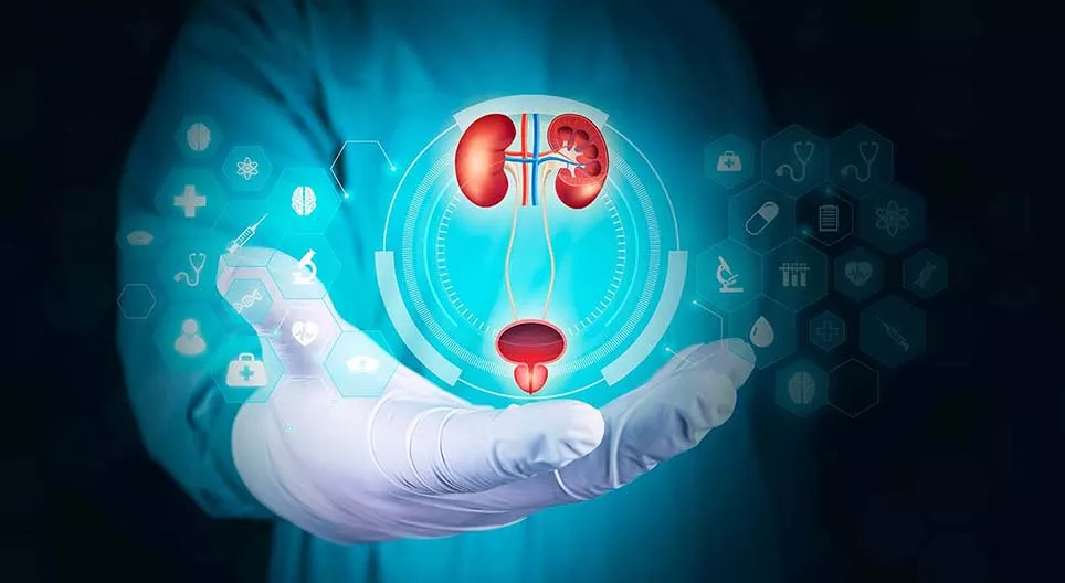 الجهاز البولي البشري