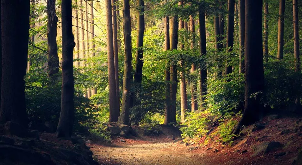 هل كل الغابات متشابهة؟