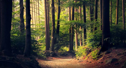 هل كل الغابات متشابهة؟