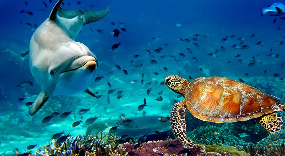 Sea Animals - Int. Ed.