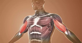 Functional anatomy, shoulder girdle, upper extremity