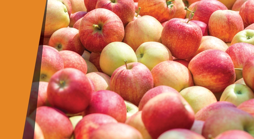 تفاح برائحة اللوز