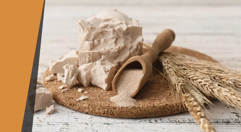 Balloon-inflating yeast