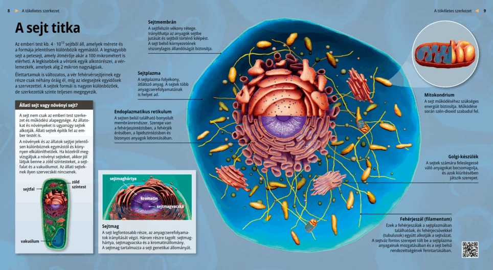 The Secret of Cells