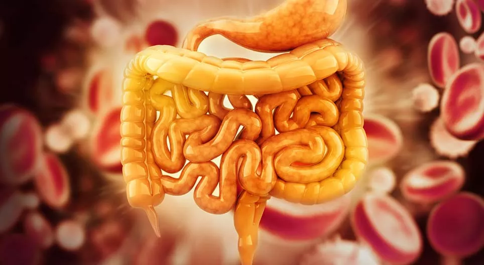 10 coisas que deveria saber sobre o trato gastrointestinal humano