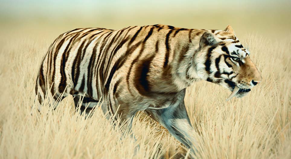 Tigre dentes-de-sabre