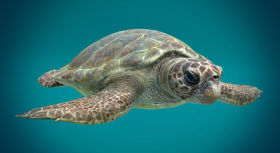 Tartaruga marinha cabeçuda