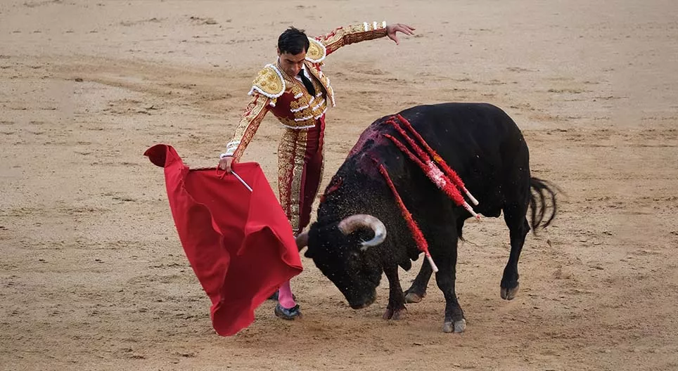 Cum vede taurul pelerina roșie? - vederea la animale