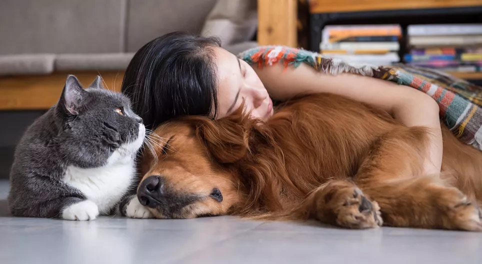 Animale de companie