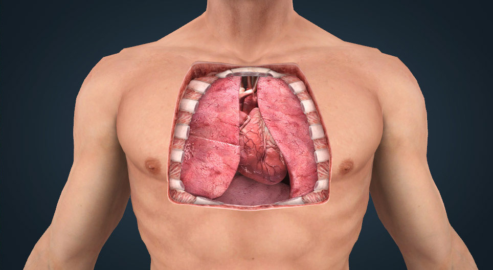Anatomia inimii