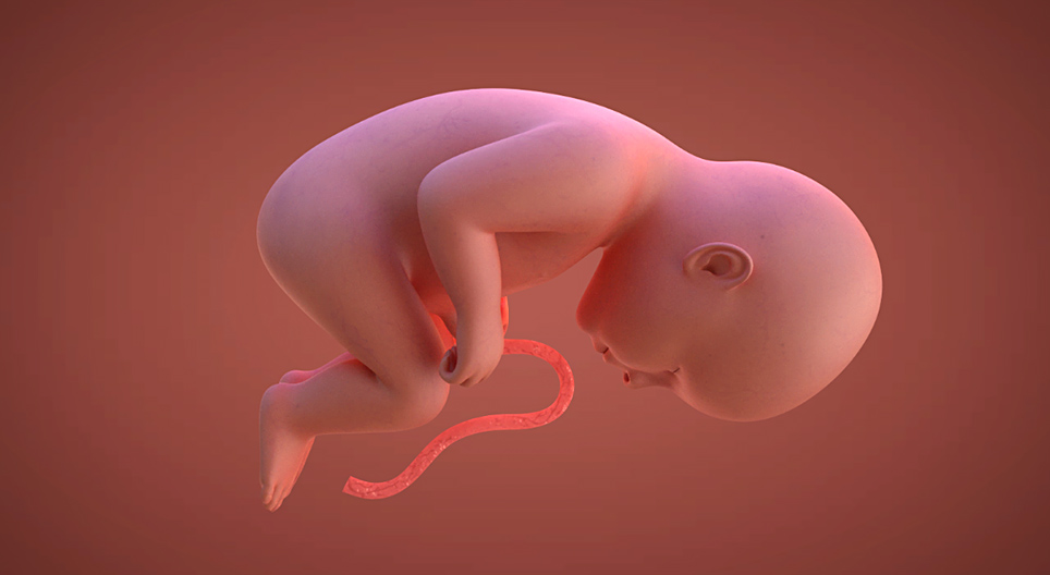 Dezvoltarea prenatală