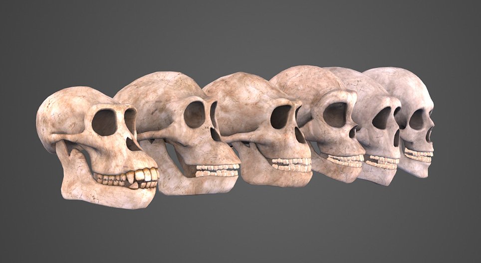 Evoluţia omului