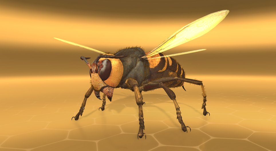 Азиатский гигантский шершень
