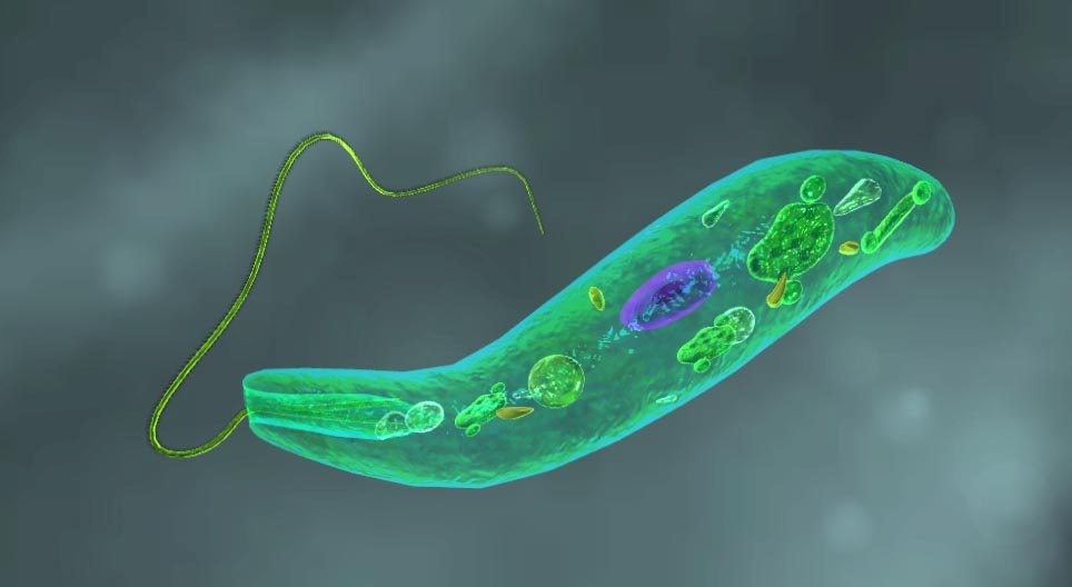 Zelena evglena (Euglena viridis)