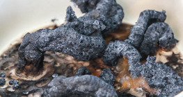 Black snake forest