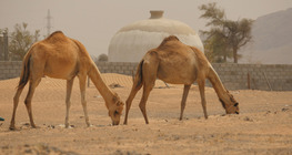The desert