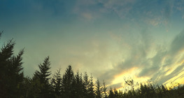 The taiga