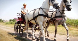 A kocsi története