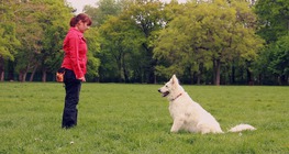 The role of reinforcement in dog training