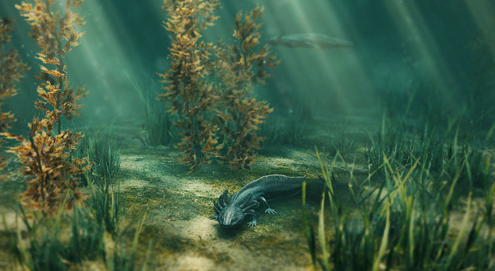 Aksolotl