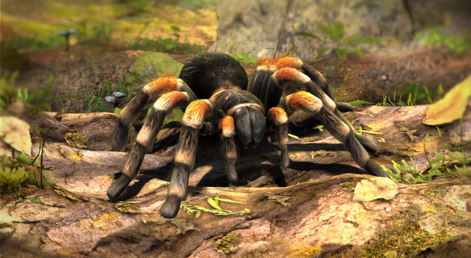 Kırmızı Bacaklı Meksika Tarantulası