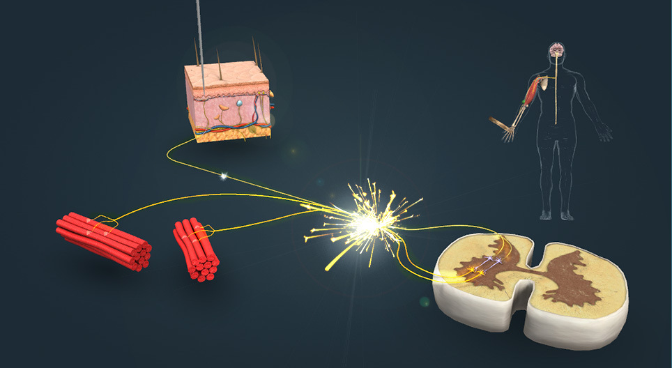 Phản xạ rụt lại